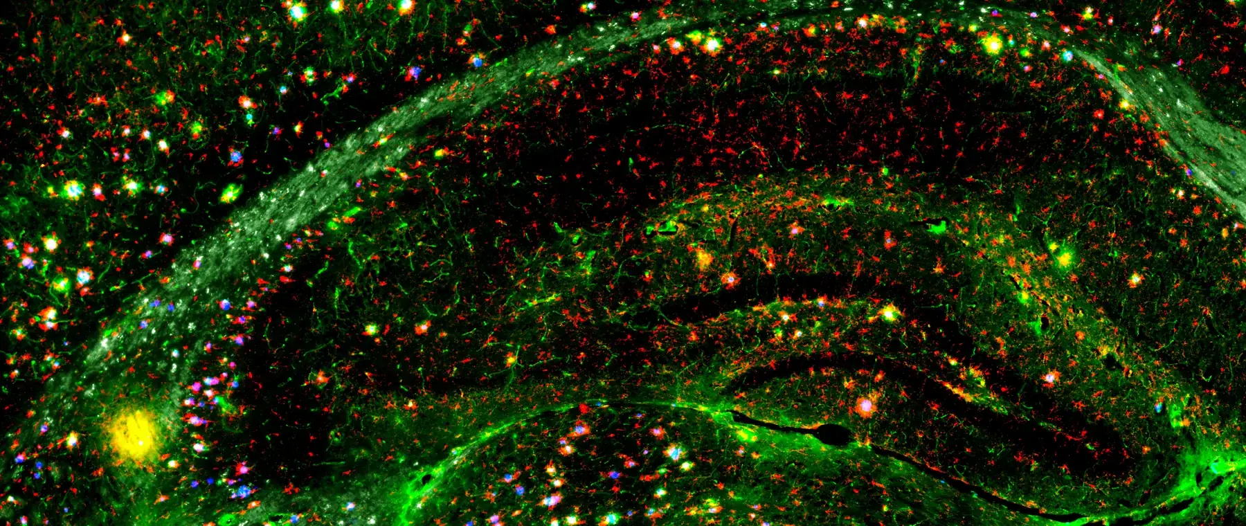 MERFISH map of the hippocampus with individual transcripts resolved in situ