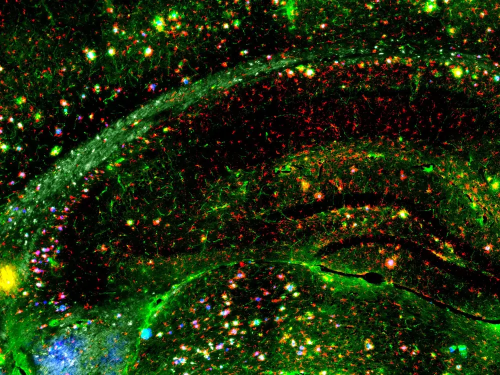 Spatial transcriptomics of the mouse hippocampus: individual RNA molecules in colour across the tissue